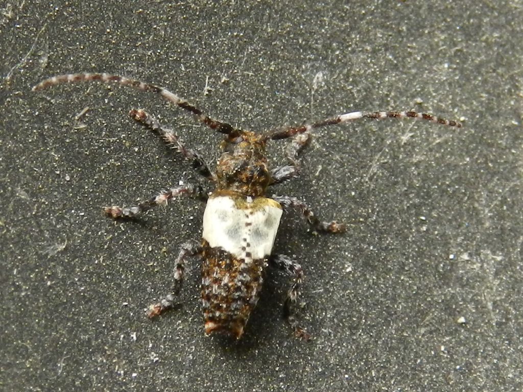 Pogonocherus hispidulus